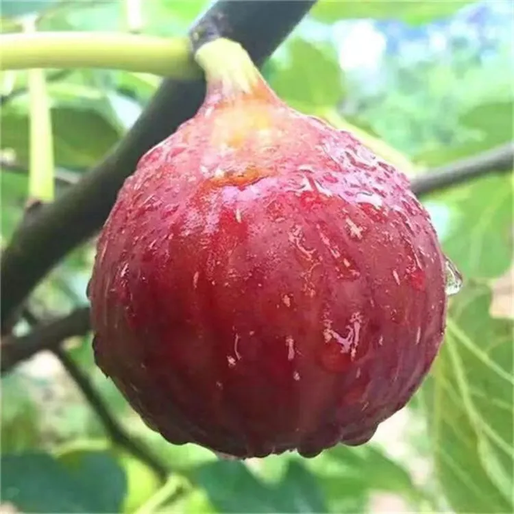 【顺丰冷链】云南红皮波姬红无花果新鲜现摘现发当季清甜孕妇水果