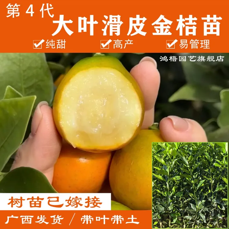 广西新品种第四代大叶滑皮金桔树苗大果脆皮金桔脆蜜果树果苗