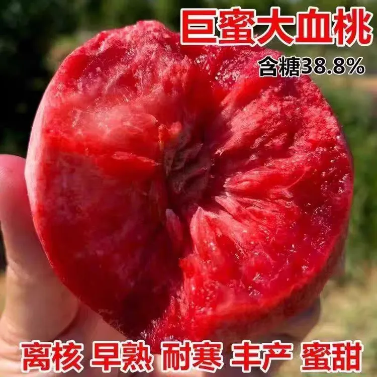 早熟丰产桃树苗 冬桃 血桃  油桃 黄桃 水蜜桃树苗精品桃树苗种植