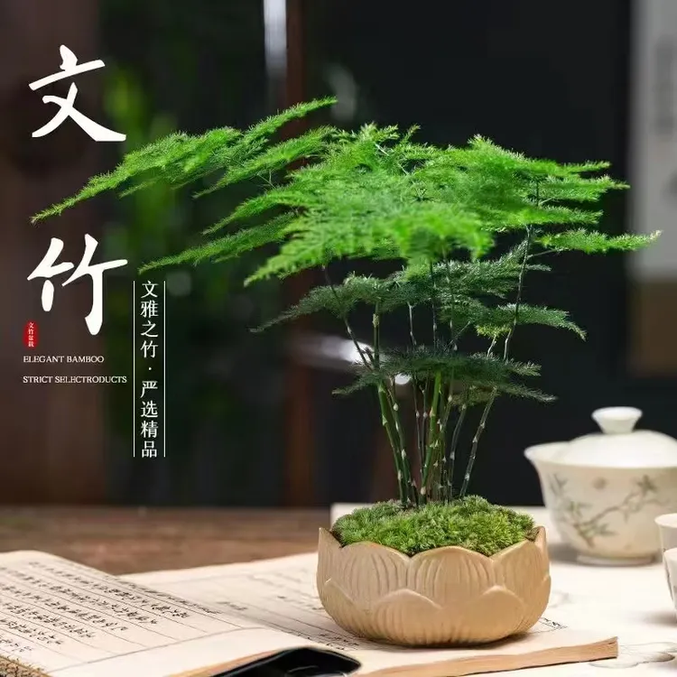 文竹盆栽驱蚊净化空气吸附甲醛室内办公室桌面绿植富贵