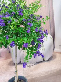 蕾丝紫金露高85-1米常绿植物耐热好养四季开花阳台庭院带花带花苞