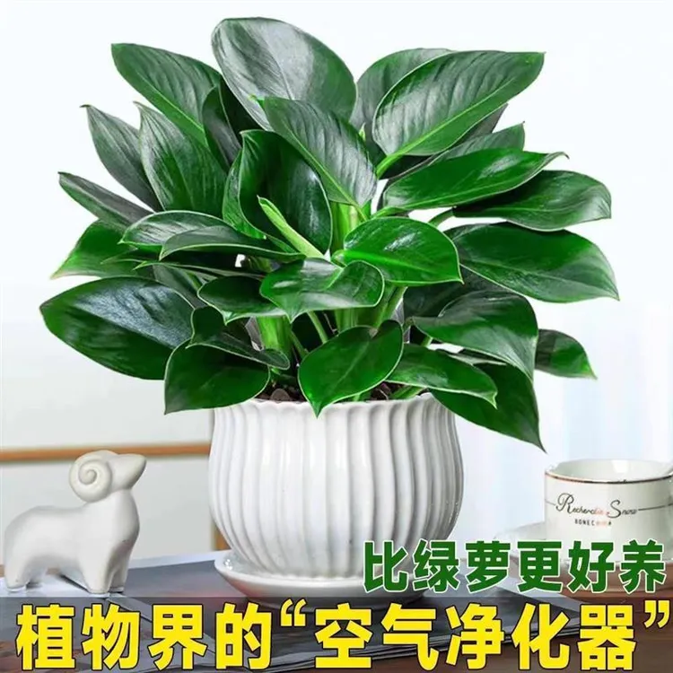 【新疆西藏包邮】大叶金钻盆栽室内绿植办公室客厅四季常青净化空气