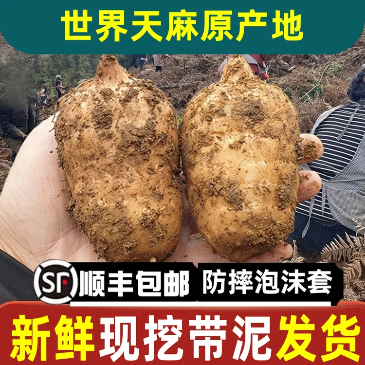 云南小草坝现挖新鲜乌天麻野生种植顺丰包邮可煲汤泡酒的滋补好物
