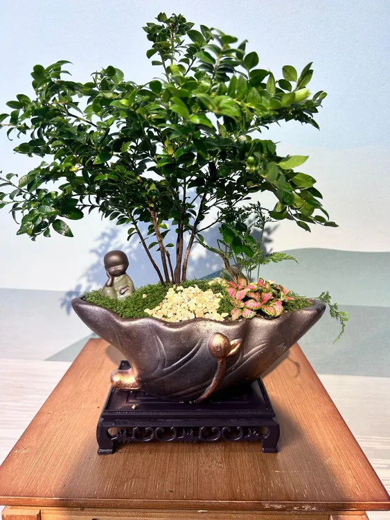 小叶紫檀黑骨茶盆景老桩室内四季好养绿植盆栽可装饰客厅