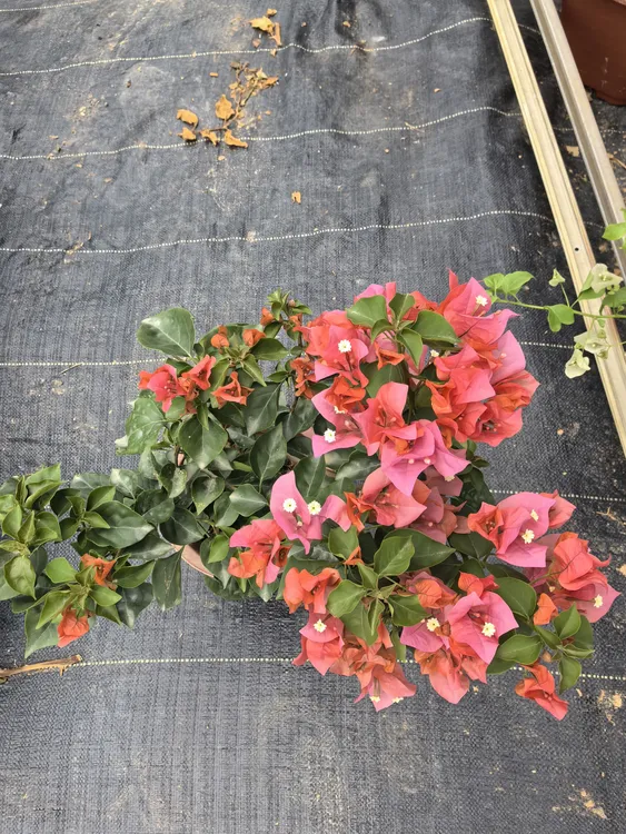 三角梅绿植运输途中掉落叶属正常介意勿拍三角梅三角梅直播大号