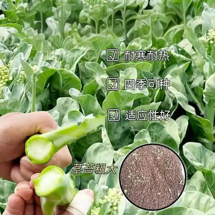 【甜芯绿芥蓝种子】四季播阳台盆栽耐热耐寒蔬菜种子JL