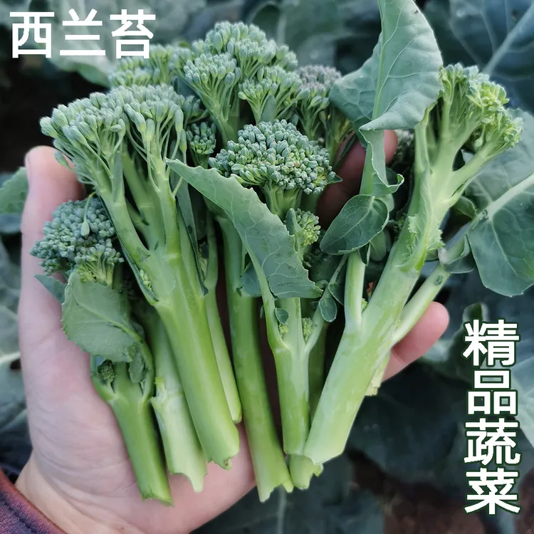 露天打霜西兰苔新鲜现摘应季当季时令蔬菜清甜鲜嫩脆爽手指西兰花