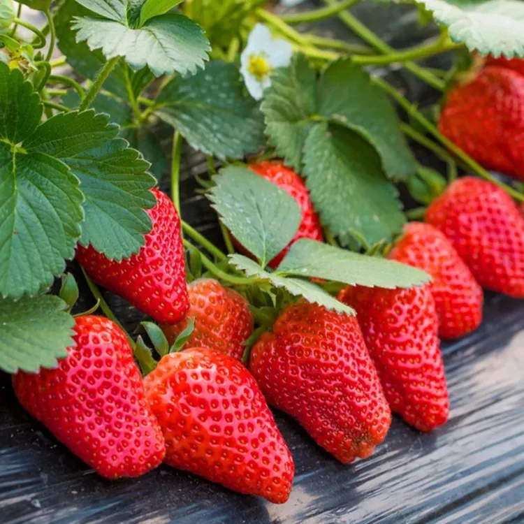 【奶油草莓种子】四季结果好养殖易活室内外阳台水果盆栽植物草莓