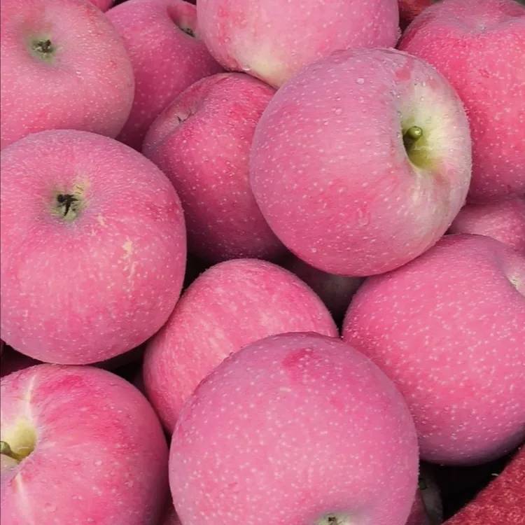 甘肃静宁红富士苹果新鲜现摘12枚/24枚整箱