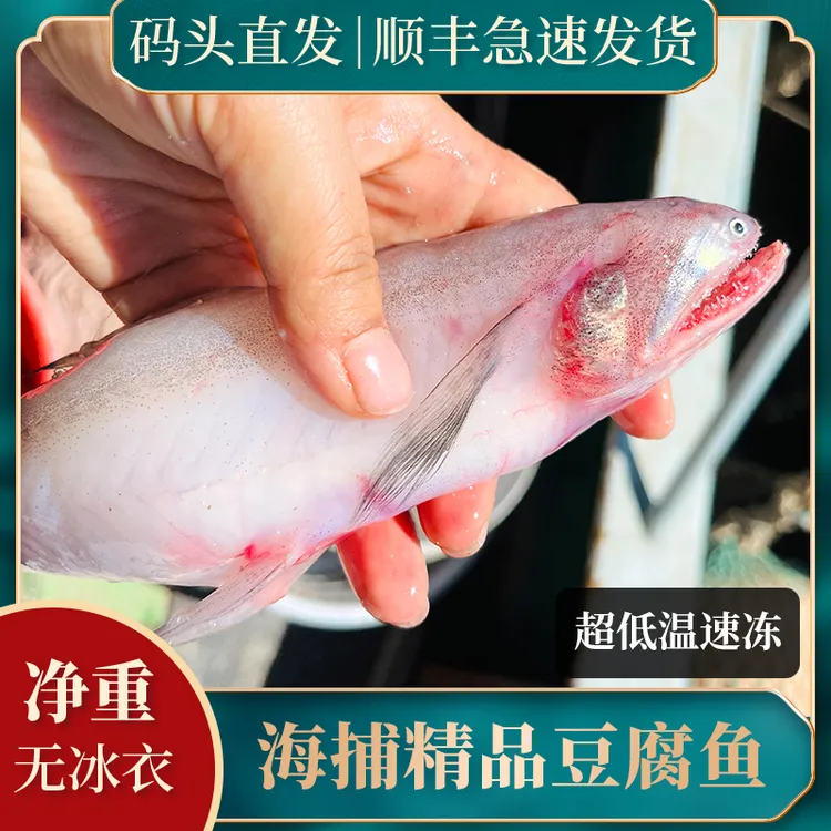 开海新货新鲜速冻大号龙头鱼九肚鱼豆腐鱼海鲜海鱼水潺鱼丝丁鱼