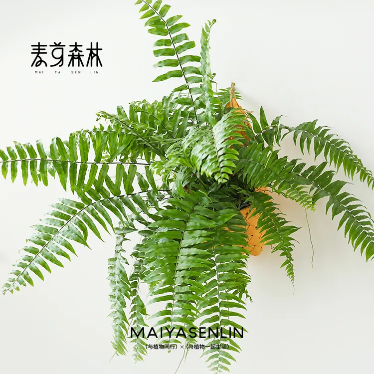 【雨林感】A级大霸王蕨垂吊绿植好养室内盆栽客厅绿植净化空气除醛