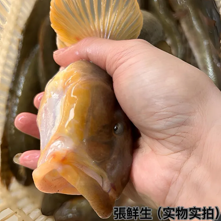 【龙王规格】沙光鱼2-3条/斤 鲜活速冻连云港顺丰冷链发货5斤