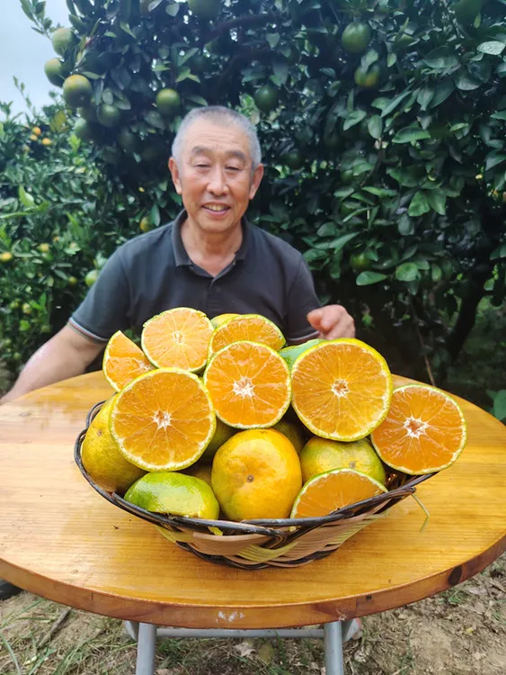 江西易家河蜜橘  包邮 产地直发   江西九江易家河村李圣保橘园
