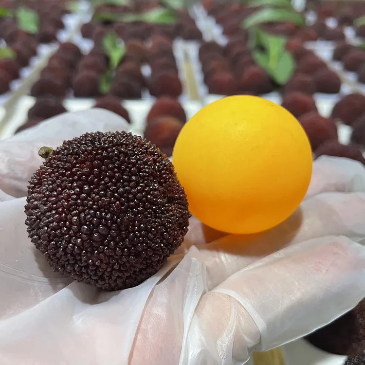 【9A级特大果】正宗仙居东魁杨梅当季新鲜水果现摘现发顺丰空运