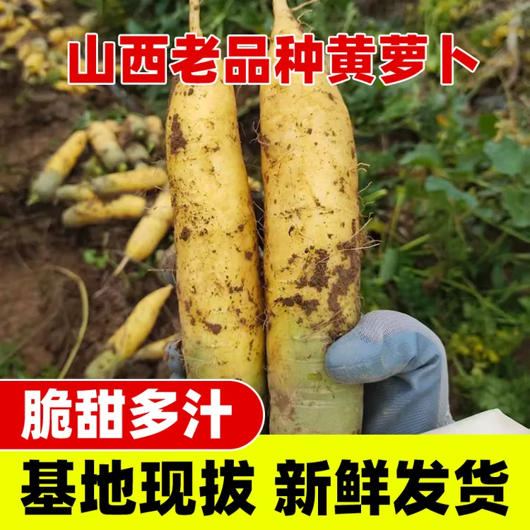山西运城新鲜黄萝卜手抓饭黄胡萝卜新货老品种自种生吃榨汁甜脆爽