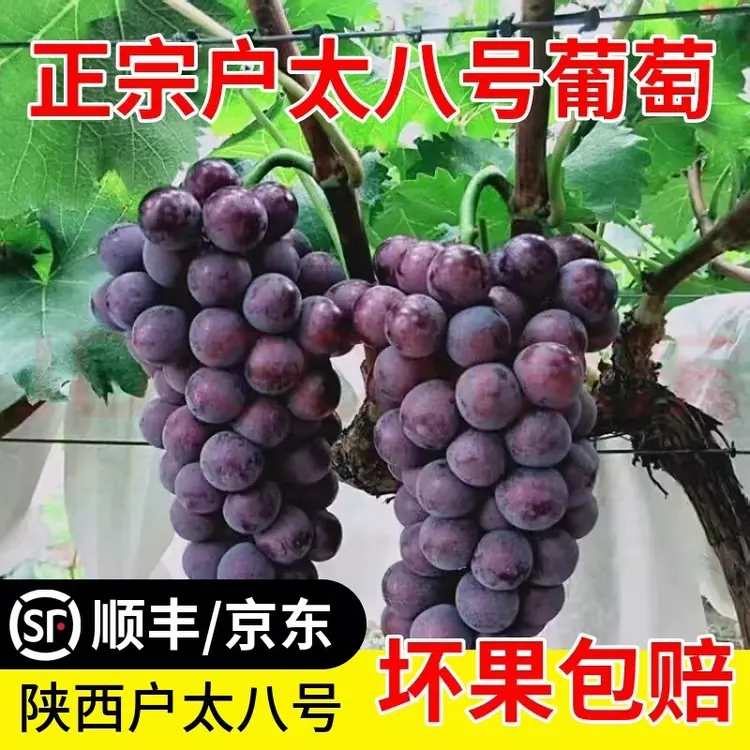 陕西正宗户太八号葡萄酸甜多汁皮薄肉厚新鲜采摘整箱包邮