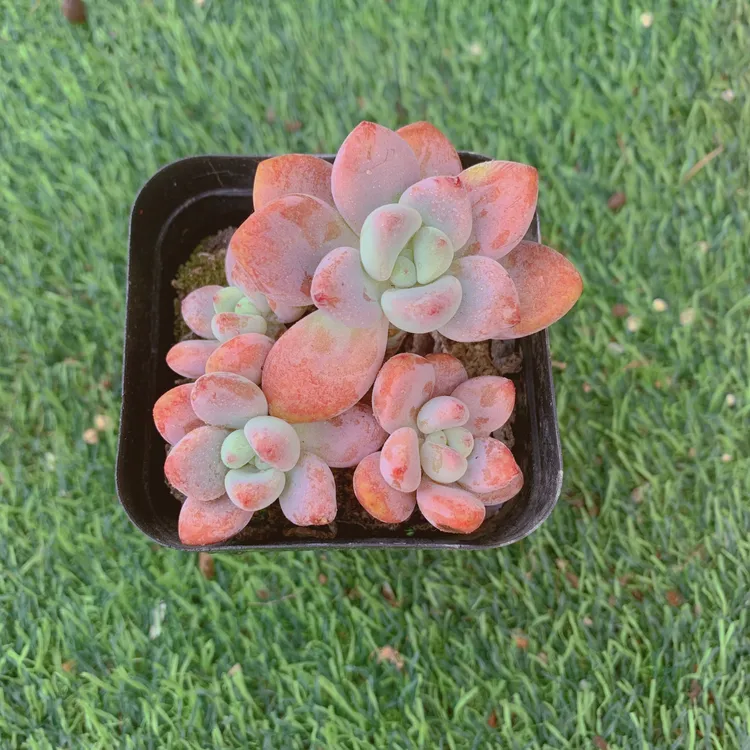 红洛神群5-7CM【花界草堂】精品多肉阳台盆栽新手易养双11一单包邮