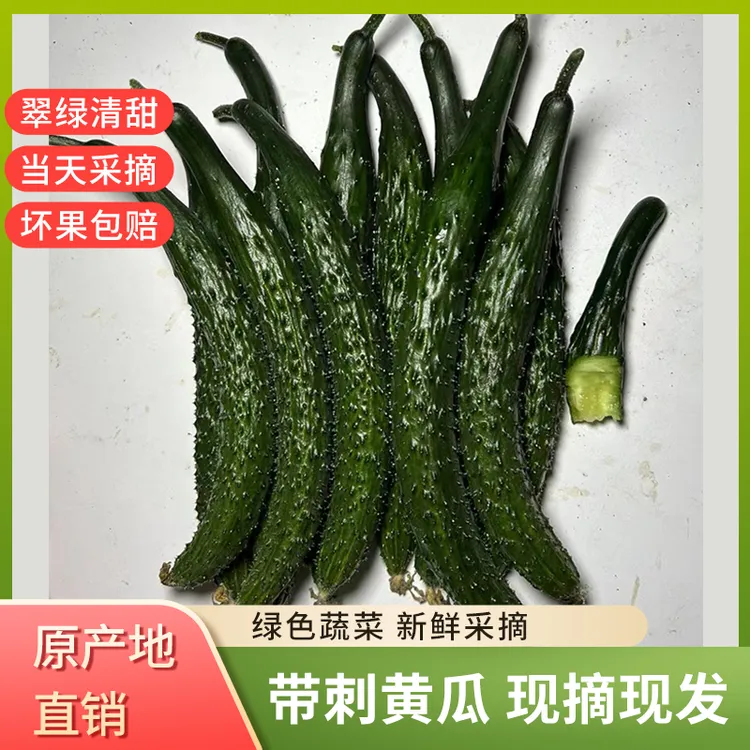 新鲜现摘黄瓜不嫁接不沾花无科技黄瓜清脆清甜爽口3斤/5斤装