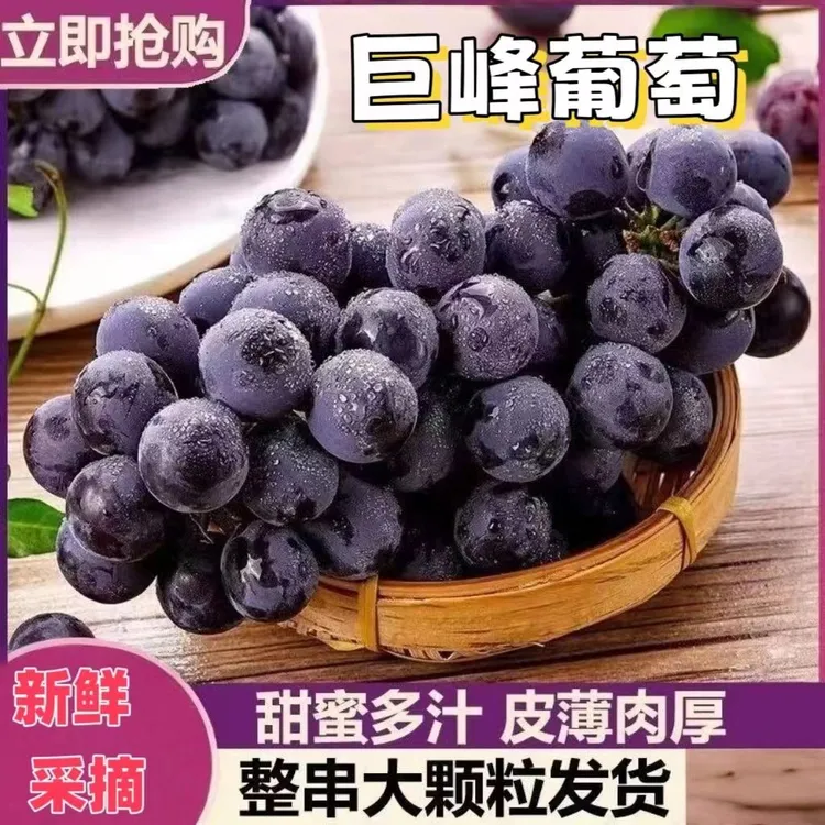 吉安本地巨峰葡萄现货现摘时令当季天然酸甜可口孕妇顺丰速发