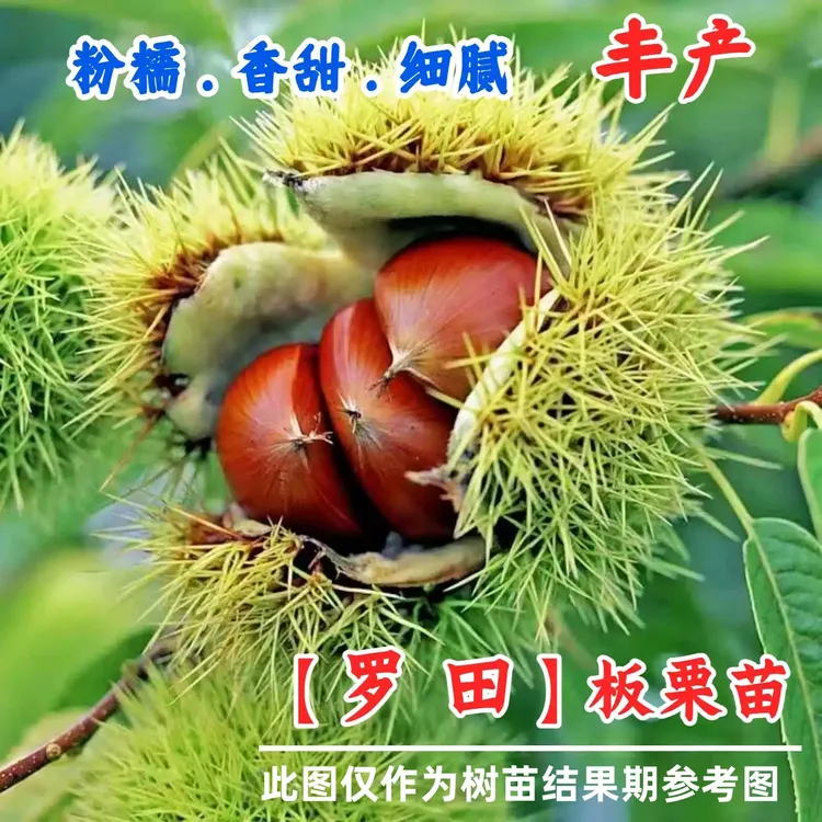 湖北罗田板栗苗树嫁接大果板栗树苗盆栽地栽栗子果苗南方北方种植