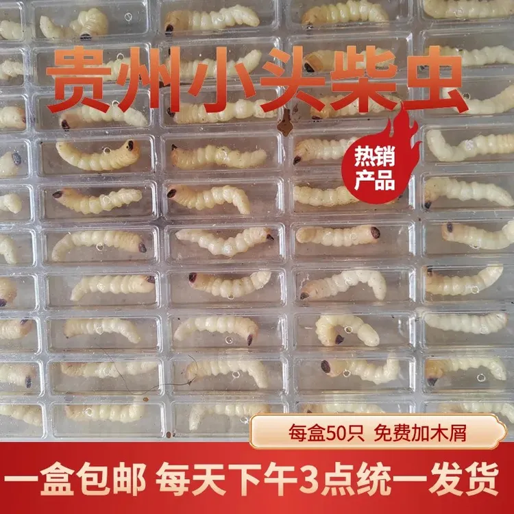 贵州新鲜小头柴虫画眉鸟黄豆鸟提性壮膘鸟食成活率保证百分之95