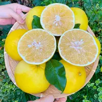 【鼠贝贝]黄金葡萄柚新鲜应季水果柚子香甜多汁果园现摘现发