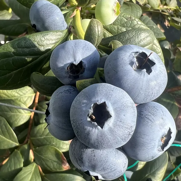 丹东头茬暖棚优瑞卡蓝莓现摘现发（顺丰包邮）