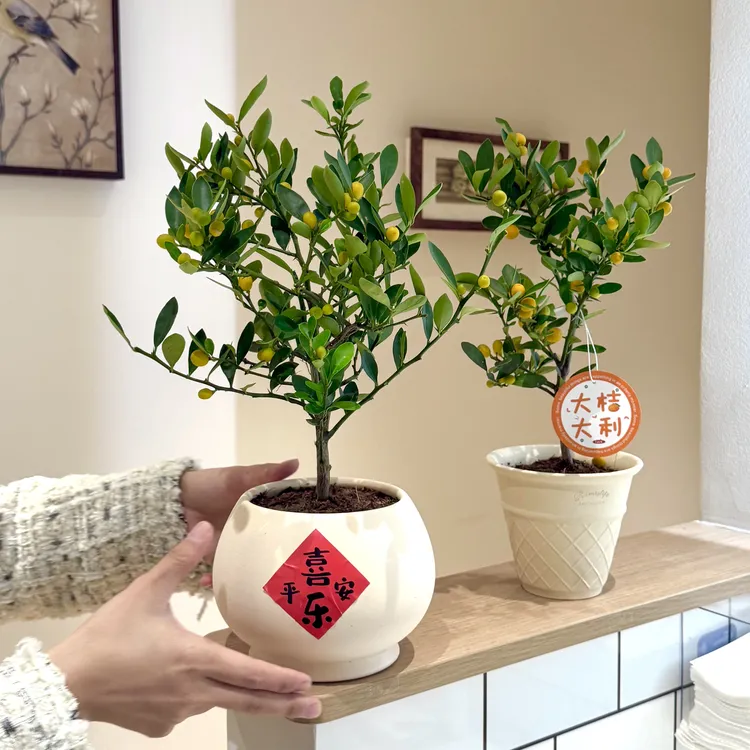 人工福豆年宵花带果盆栽盆景室内客厅办公室桌面观果趣味花卉绿植