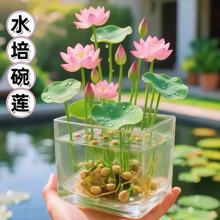 【新疆西藏包邮】碗莲种子四季开花水培水养绿植莲荷花无土盆栽花卉商品图