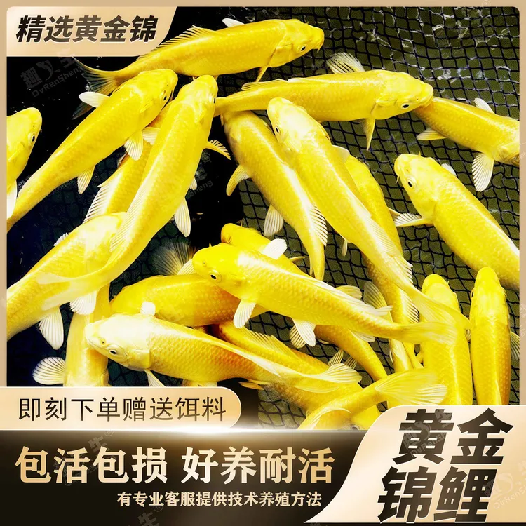 黄金锦鲤活鱼招财鱼金鱼活鱼好养耐活冷水鱼鱼苗小金鱼观赏鱼