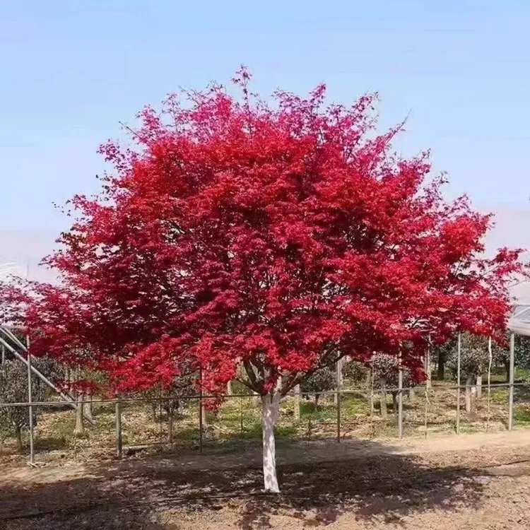 红枫树苗可地栽可盆栽适合庭院绿化观赏风景的苗木