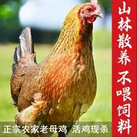 母子组合装 散养老母鸡整只现杀净重2.4斤左右