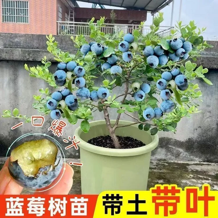蓝莓基地发蓝莓苗杯苗(买一发二当年结果)适合南方北方庭院阳台