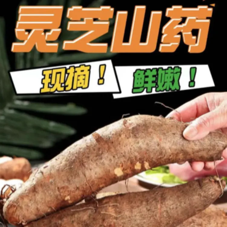 云南灵芝山药高山种植现挖直发煲汤炒煮