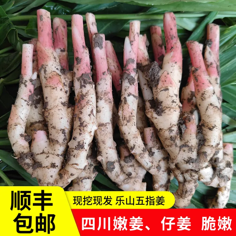 【顺丰包邮】四川新鲜嫩姜仔姜嫩生姜仙女姜五指姜现挖红芽姜泡菜