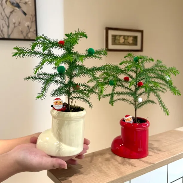 圣诞树南洋杉盆栽盆景室内客厅办公室桌面观叶趣味花卉绿植好养