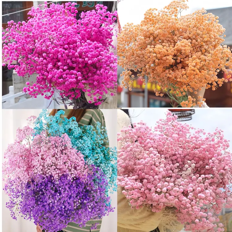 满天星鲜花 真花  紫色满天星 新鲜花发货 可自然风干