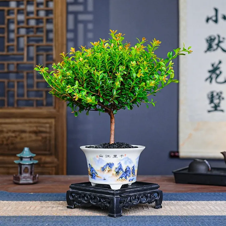 小叶赤楠老桩盆栽植物室内客厅中式禅意微盆景茶桌小摆件创意绿植