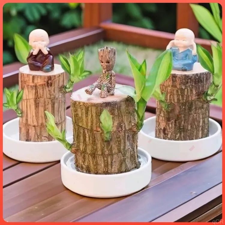 带芽孢水培巴西木桌面摆件老桩发货室内好养格鲁特开花绿植盆栽