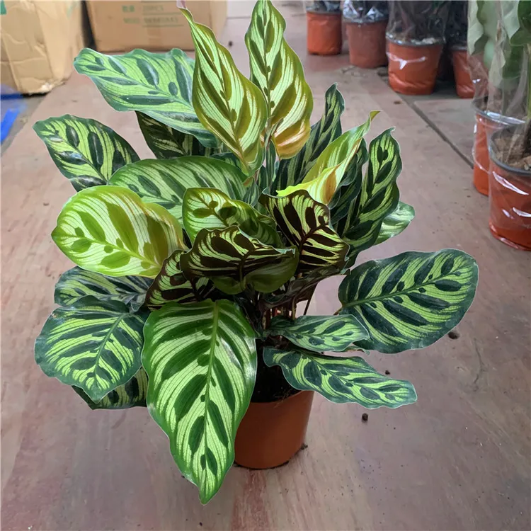 孔雀竹芋盆栽室内客厅书房植物吸甲醛净化空气吸甲醛观叶绿植