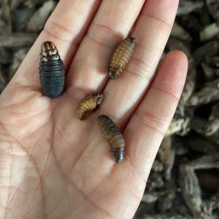 精品小黄虫，小皮虫，小黄虫，山东小黄虫