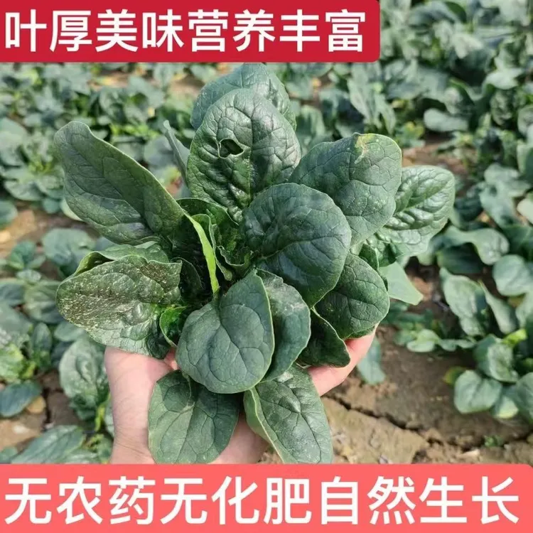 河南露天打菠菜矮杆红根叶厚当季新鲜现挖现发冬寒菜