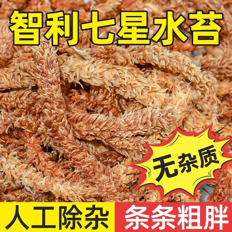 毛毛虫水苔养花专用铺面蝴蝶兰专用爬宠乌龟垫材热植专用干苔藓