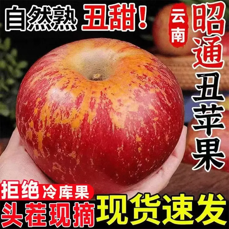 现摘现发2025年云南昭通丑苹果头茬新果新鲜脆甜苹果冰糖心苹果