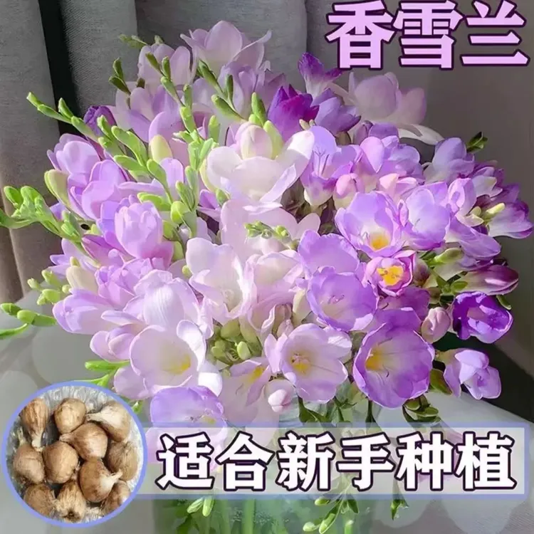 香雪兰种球小苍兰四季种植家庭阳台小院开花爆盆年年开花
