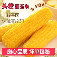 玉心玉意2025年东北黄香糯玉米软糯年香粗粮代餐拍9根整箱