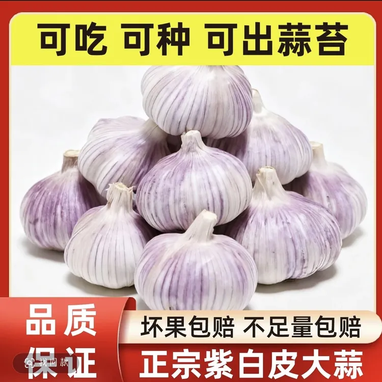 正宗紫皮大瓣蒜干蒜辛辣十足个大饱满F
