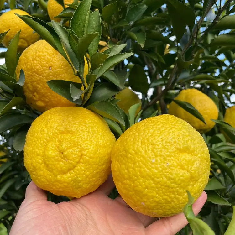 黄金贡柚树苗柚子苗嫁接苗带土杯