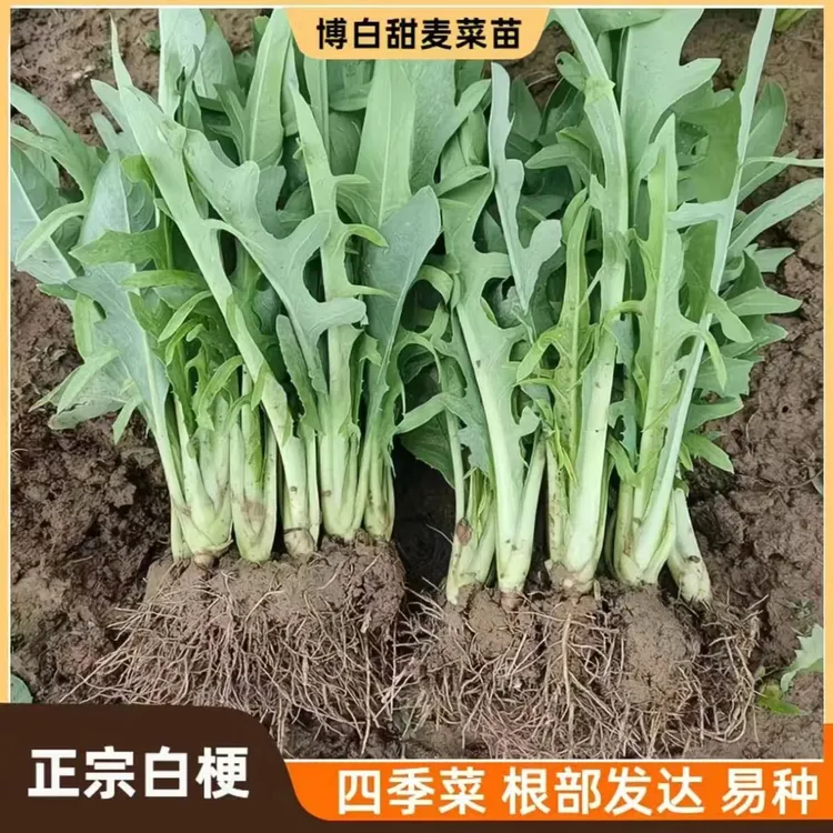 正宗广西博白甜麦菜苗易栽种带泥现拔新鲜软脆清甜四季阳台盆栽