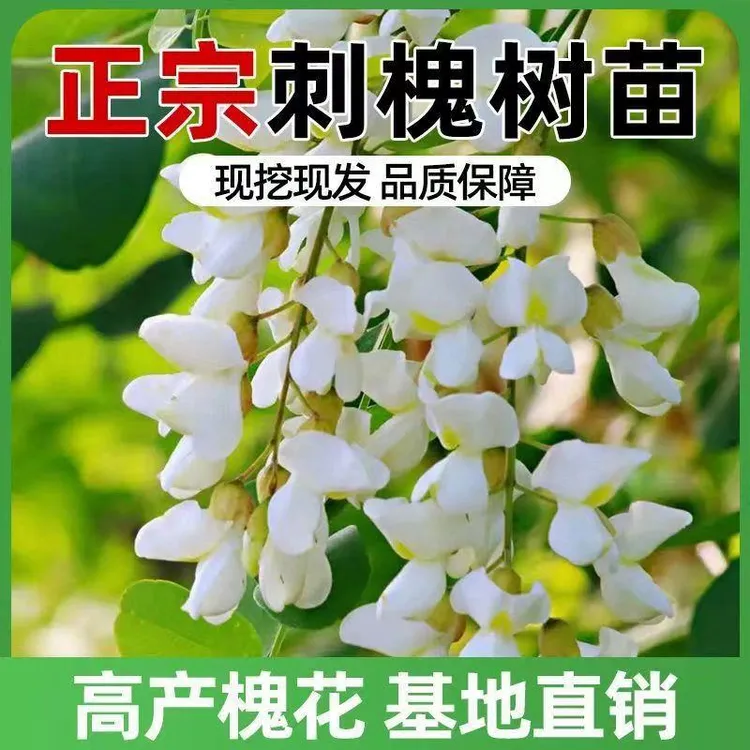 刺槐树苗洋槐树苗洋槐花树槐花树苗食用槐树花苗现挖现发根须发达